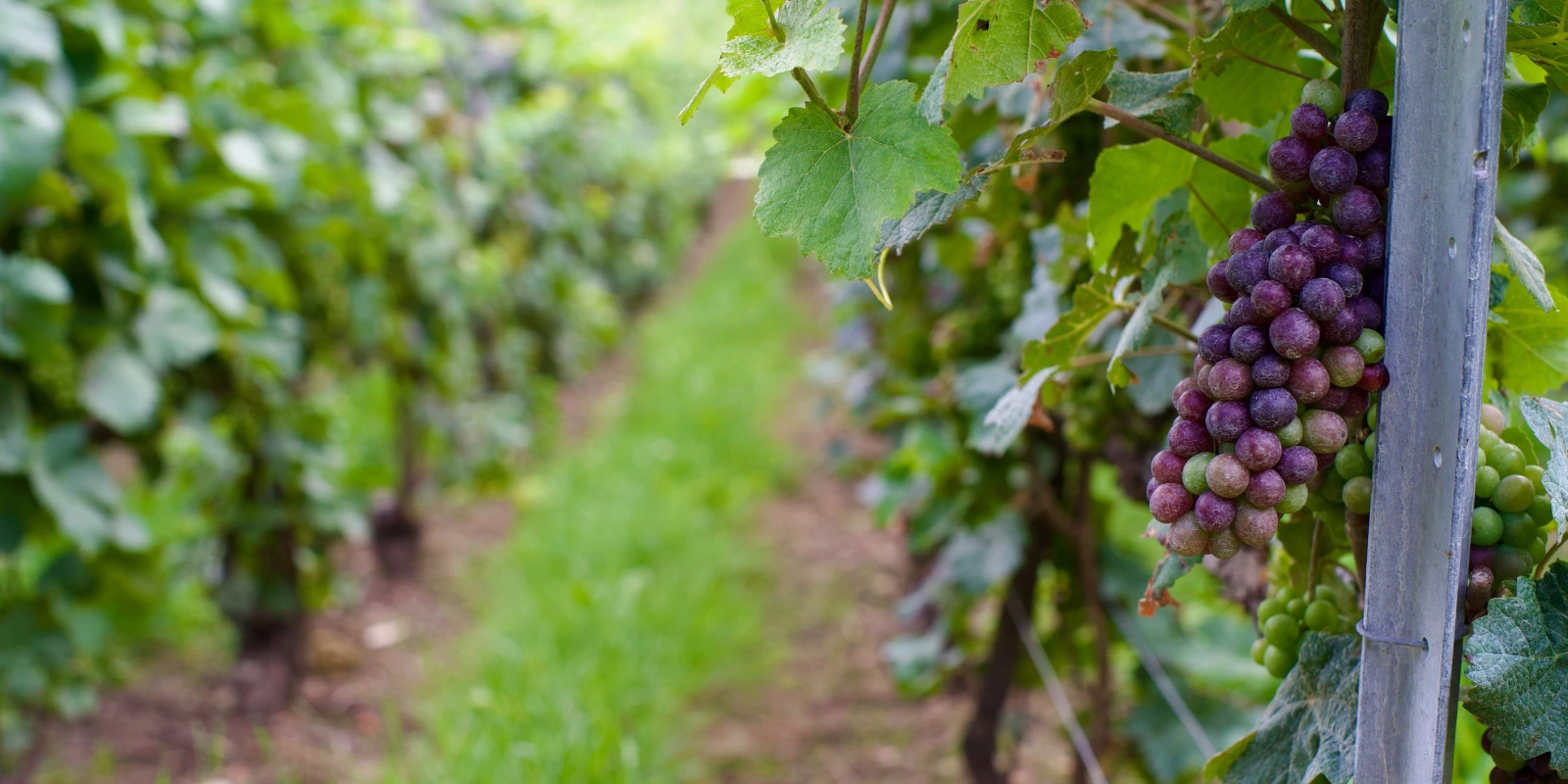 Physique Tout-en-Un pour la Licence PDF : Le Livre Indispensable